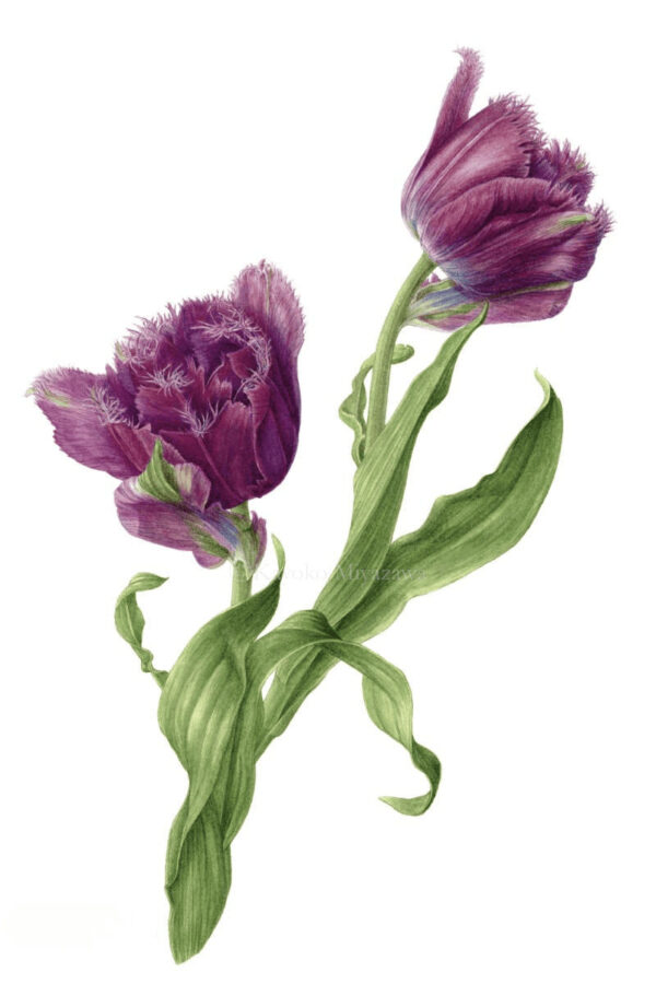 Fringed Tulip（フリンジチューリップ） - 宮澤香代子 Botanical Artist
