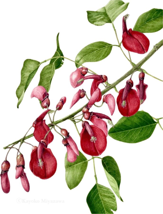 Erythrina crista-galliⓒKayoko Miyazawa 