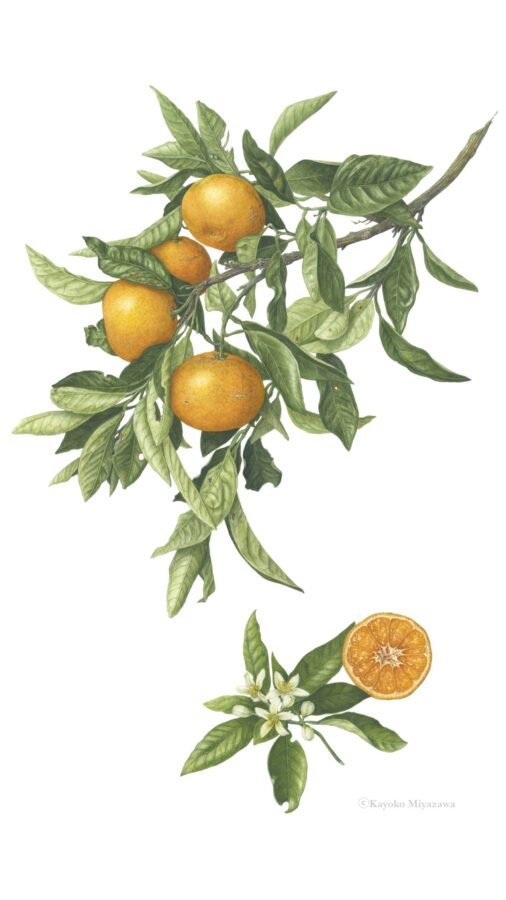 CitrusUnshiuⓒKayoko Miyazawa