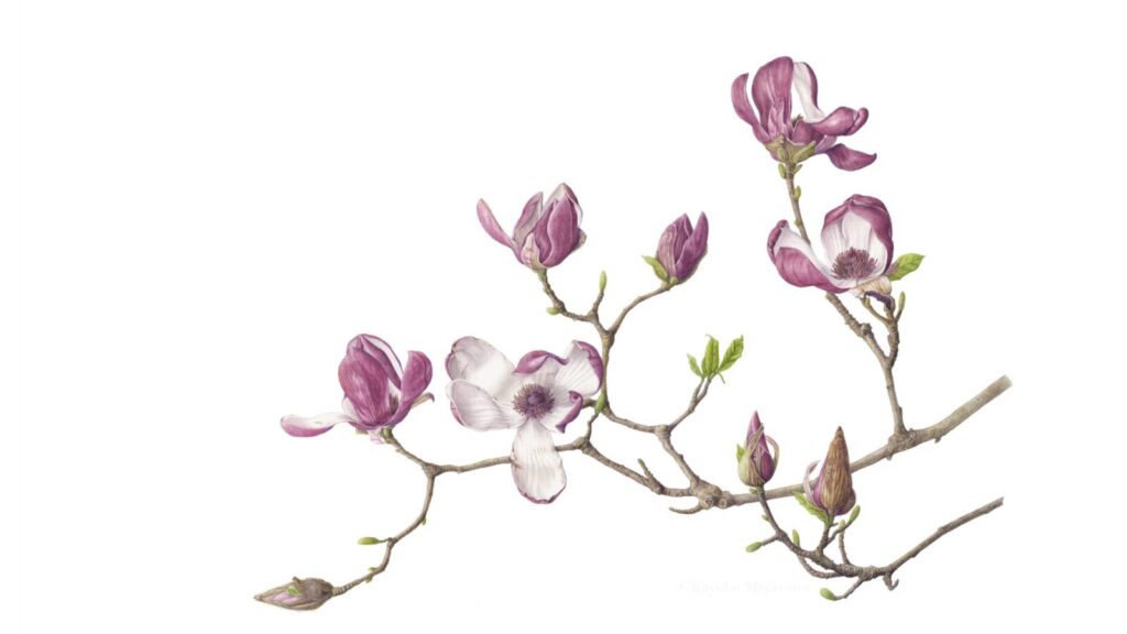 Kayoko Miyazawa Botanical Artist