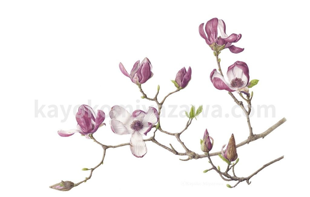 MagnoliaⓒKayokoMiyazawa