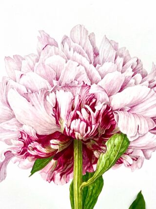 宮澤香代子 Botanical Artist
